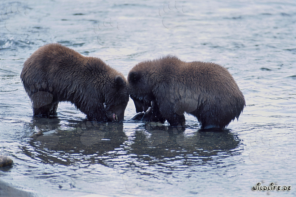 Spielerische Junge Braunbären beim Lachsfischen im malerischen Brooks River, Alaska