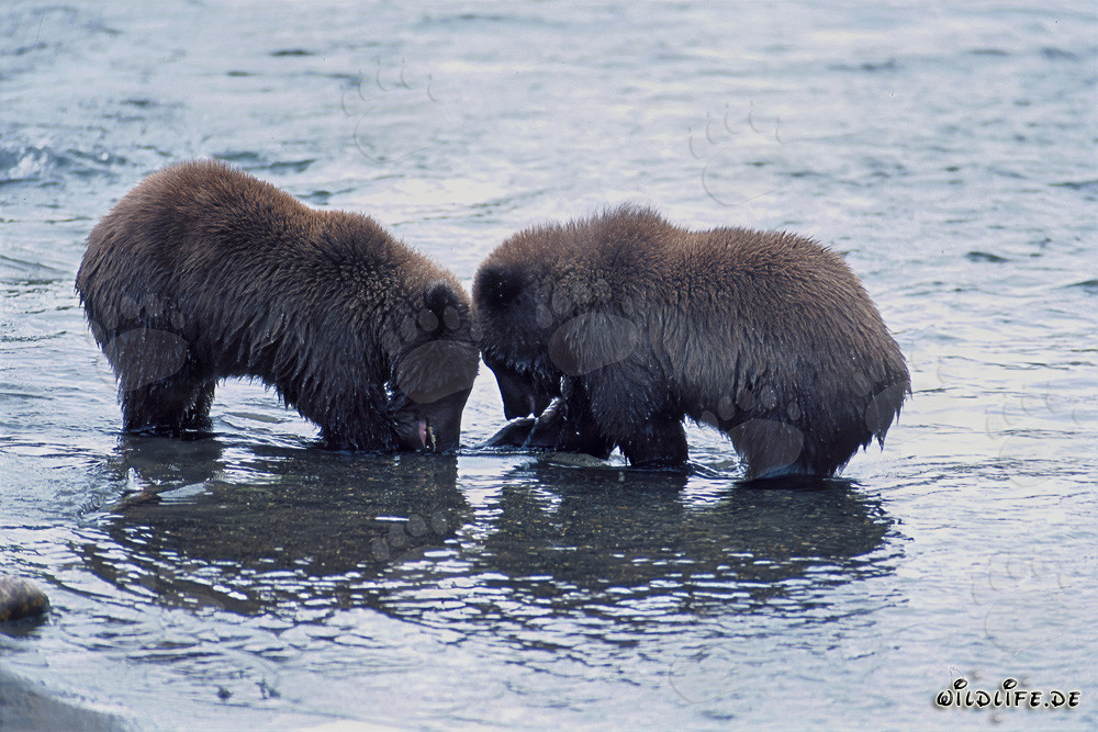 Playful Young Brown Bears fishing salmon in the picturesque Brooks River, Alaska