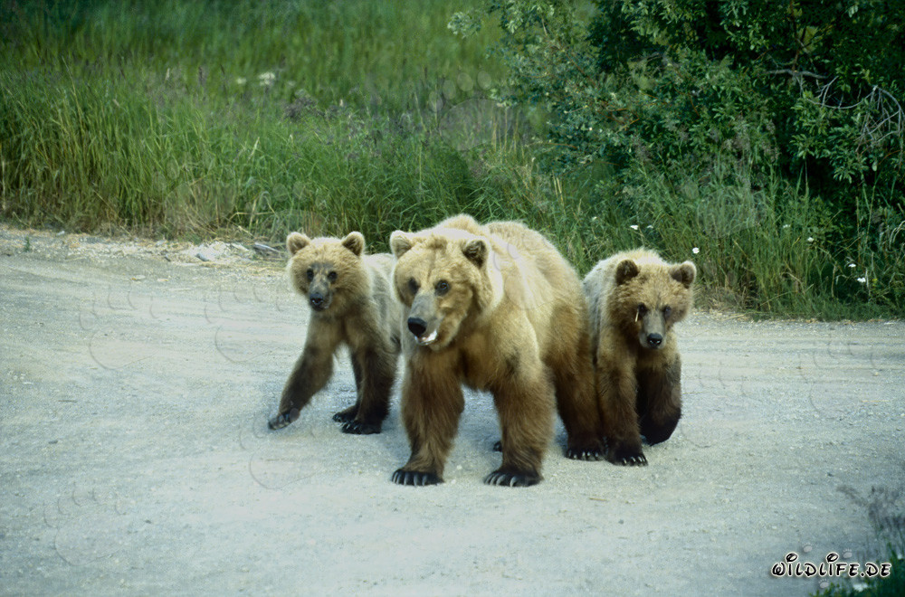 Braunbärin mit Jungbären am malerischen Brooks River in Alaska
