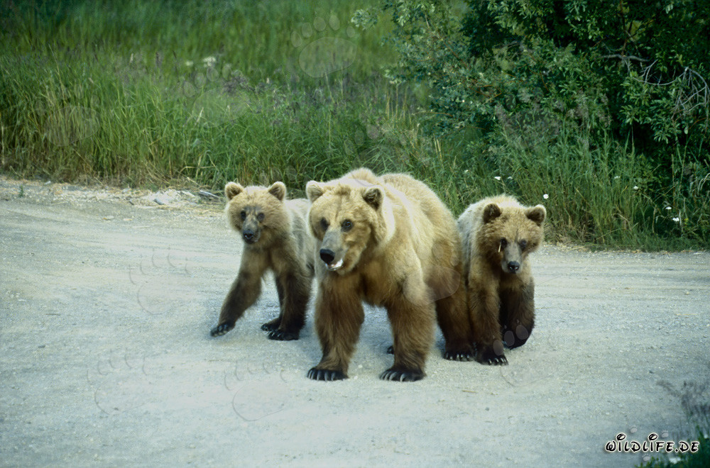 Brown bear with cubs at the picturesque Brooks River in Alaska