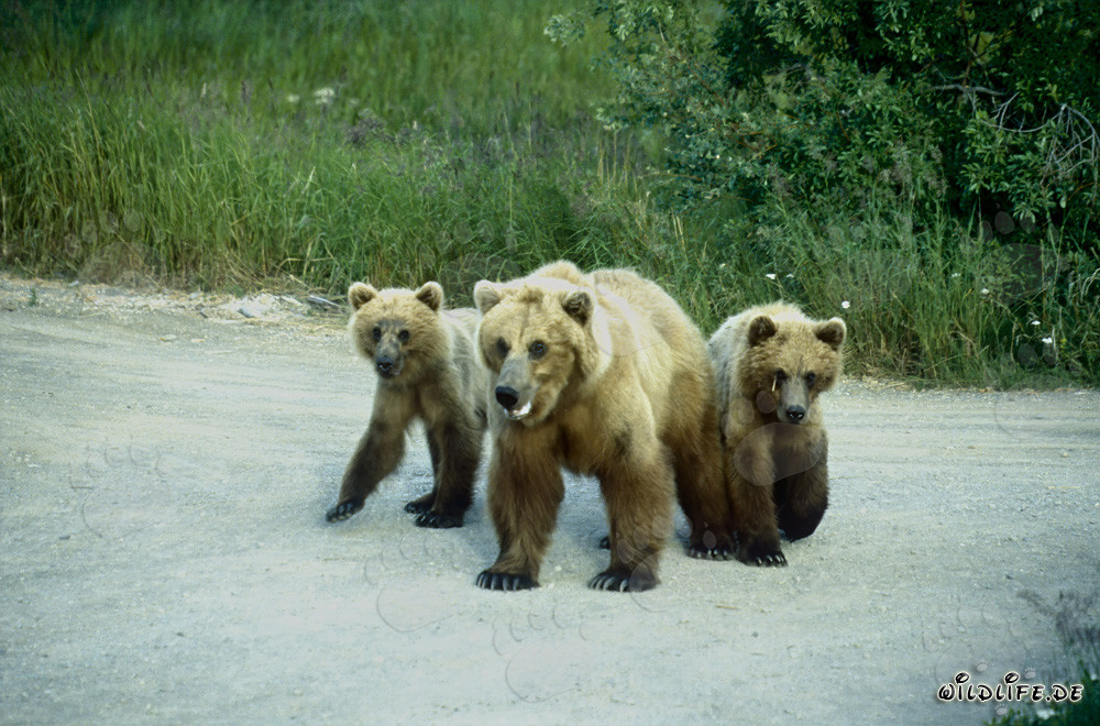 Osa parda con cachorros en el pintoresco río Brooks en Alaska