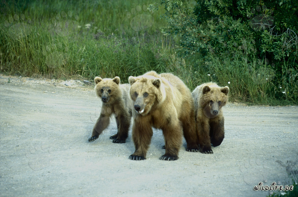 Ourse brune avec oursons au pittoresque fleuve Brooks en Alaska
