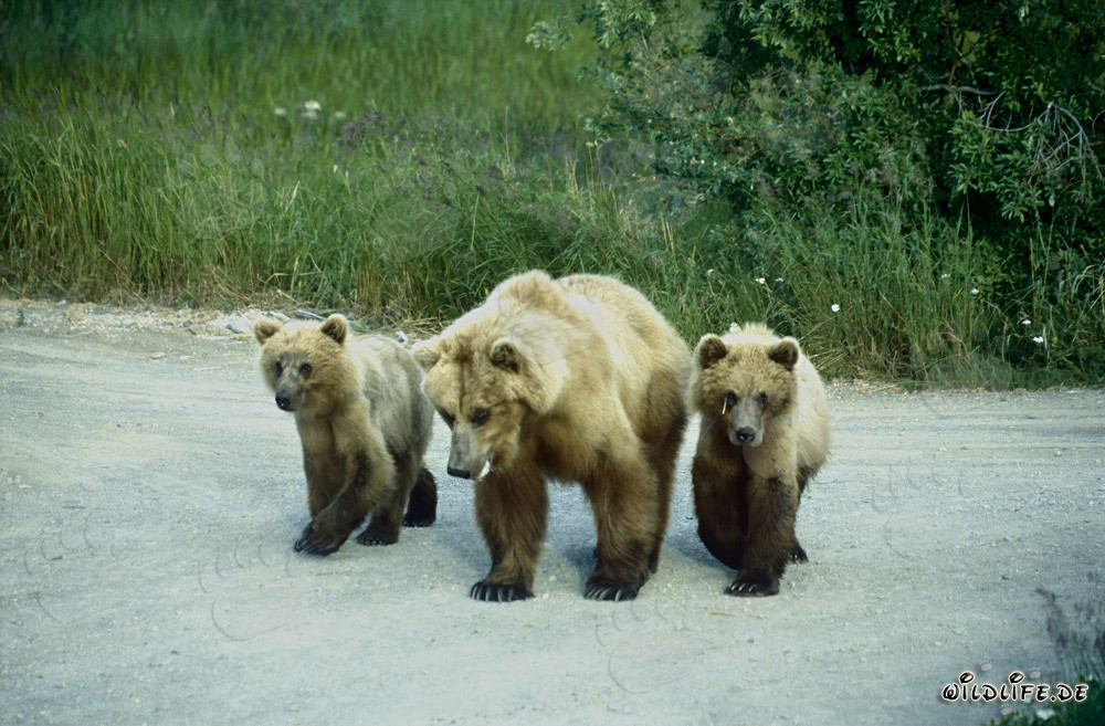 Braunbärin mit Jungbären am malerischen Brooks River in Alaska