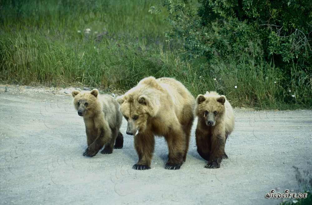 Orsa bruna con cuccioli sul pittoresco fiume Brooks in Alaska