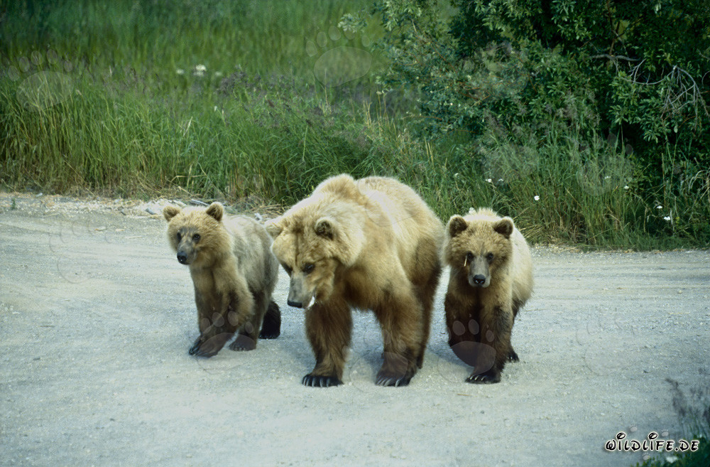 Osa parda con oseznos en el pintoresco río Brooks en Alaska
