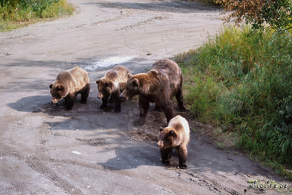 Brown bear mother with her three adorable cubs playing in the forest