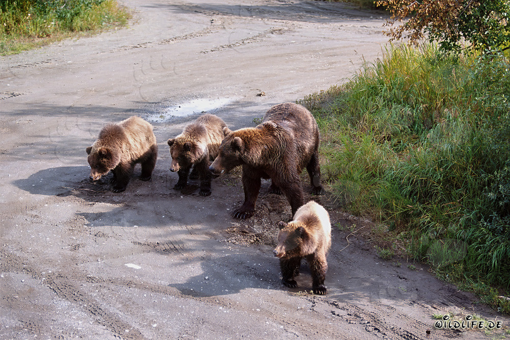 Orsa bruna con i suoi tre adorabili cuccioli che giocano nel bosco