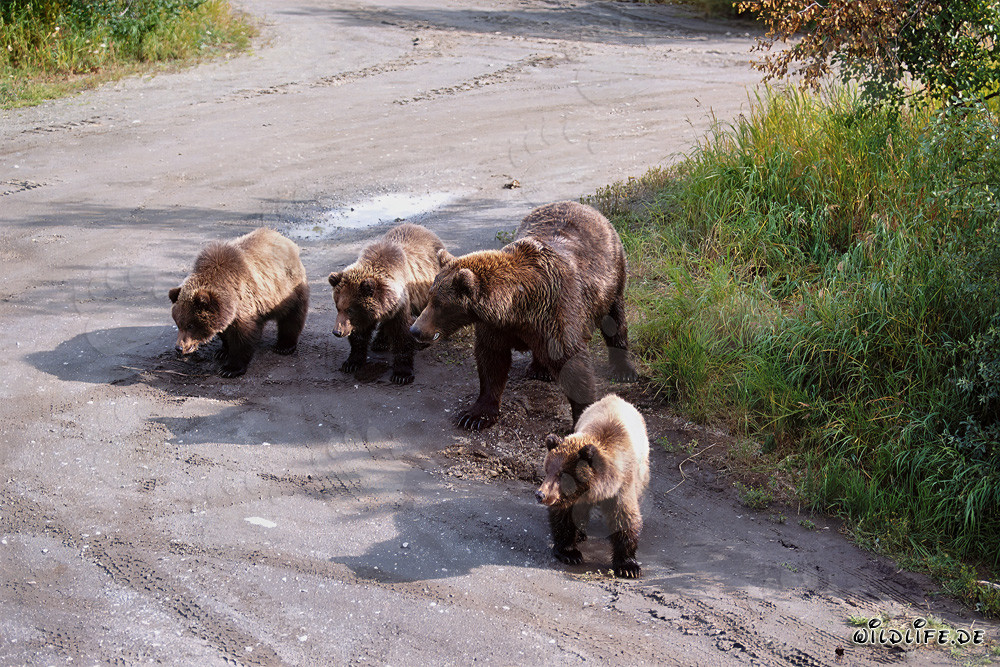 Ourse brune avec ses trois adorables petits jouant dans la forêt