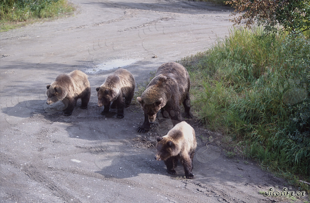 Brown bear with three adorable cubs playing in the water