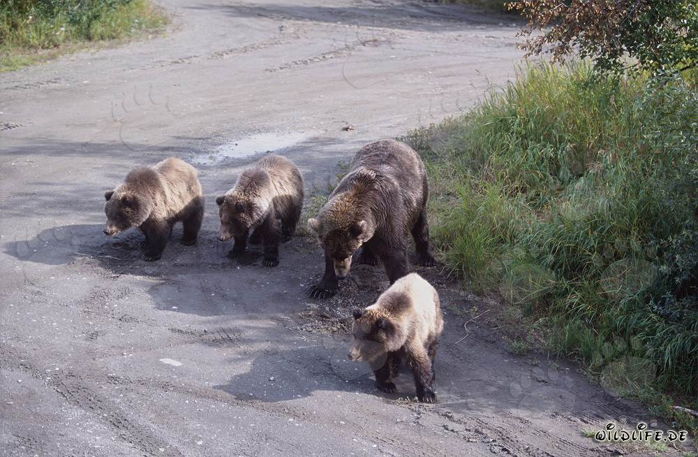 Orsa bruna con tre adorabili cuccioli che giocano in acqua