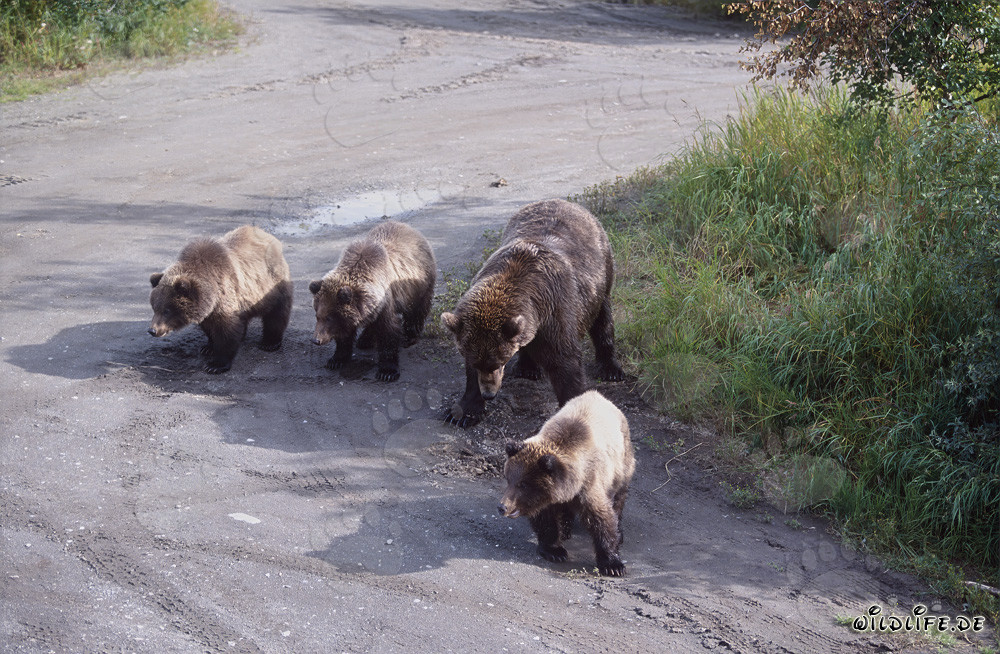 Osa parda con tres adorables ositos jugando en el agua