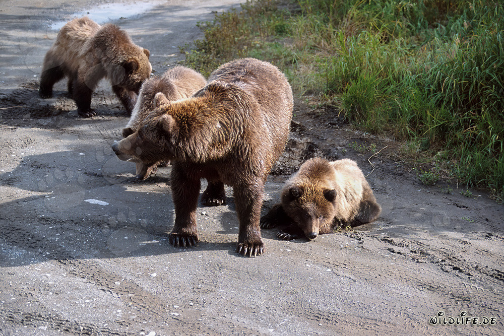Mother brown bear with three adorable bear cubs at the river