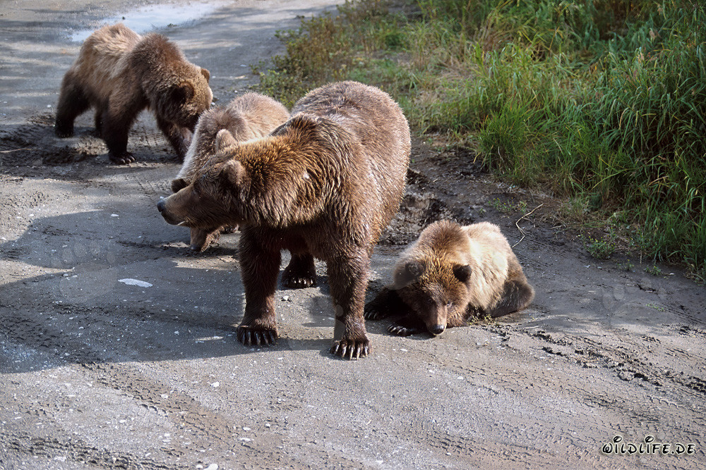 Orsa bruna con tre adorabili cuccioli d'orso vicino al fiume