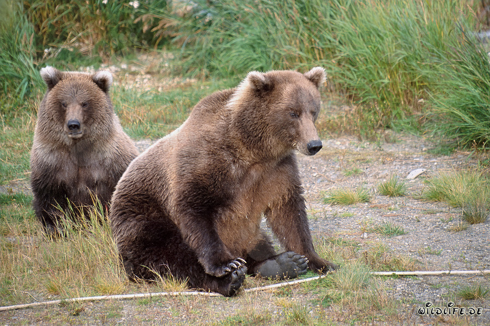 Zwei prächtige Braunbären am Brooks River in Katmai, Alaska