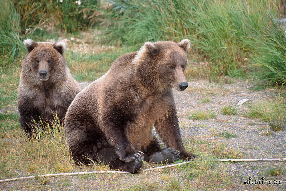 Two magnificent brown bears at Brooks River in Katmai, Alaska