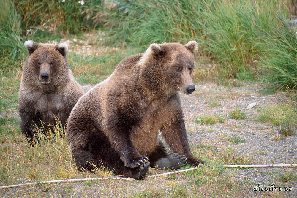 Dos magníficos osos pardos en el río Brooks en Katmai, Alaska