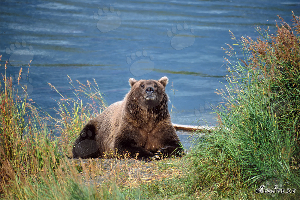Astonished brown bear observed on the riverbank in Alaska