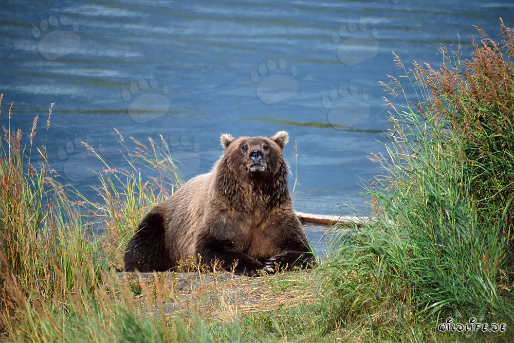 Erstaunter Braunbär am Flussufer in Alaska beobachtet