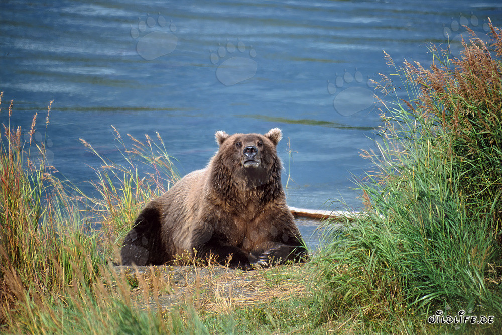 Orso bruno stupito osservato sulla riva del fiume in Alaska