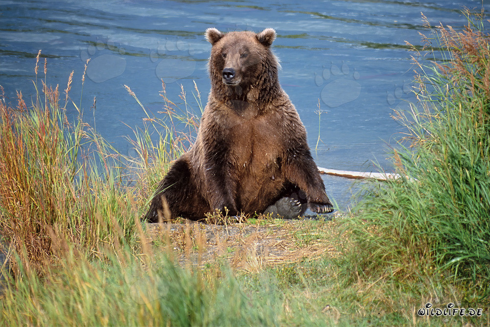 Überraschter Braunbär am Brooks Riverufer in Alaska