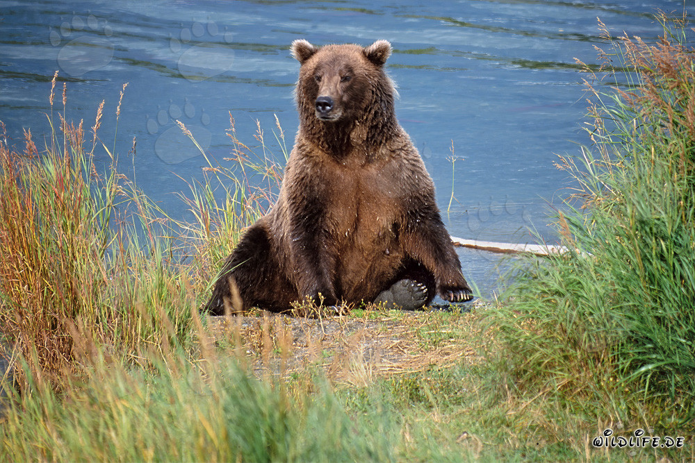 Surprised brown bear on the Brooks River bank in Alaska