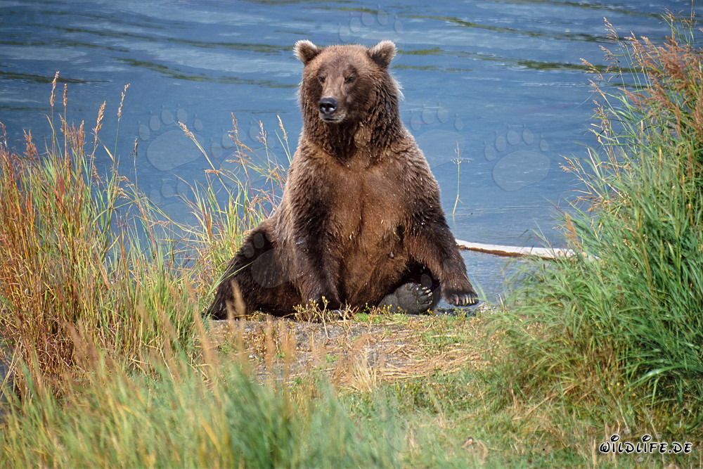 Orso bruno sorpreso sulla riva del fiume Brooks in Alaska