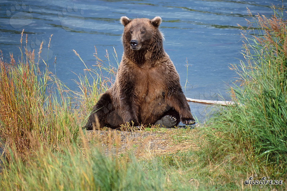 Oso pardo sorprendido en la orilla del río Brooks en Alaska