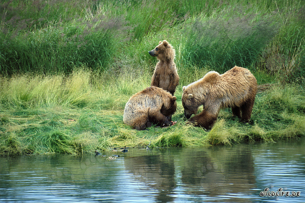 Braunbärenfamilie entspannt am malerischen Brooks River