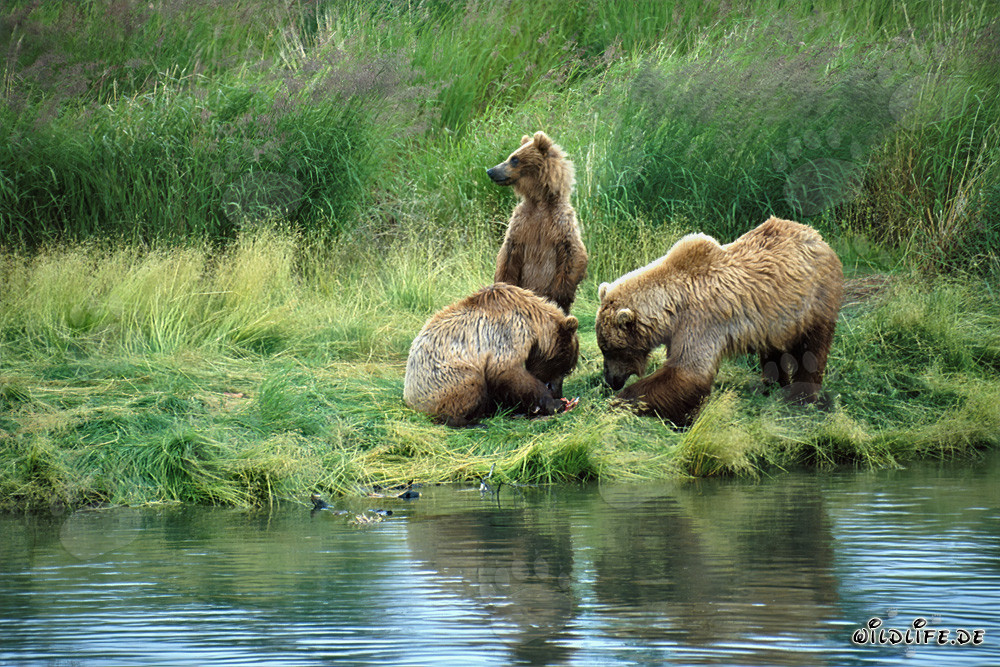 Familia de osos pardos relajándose en el pintoresco río Brooks