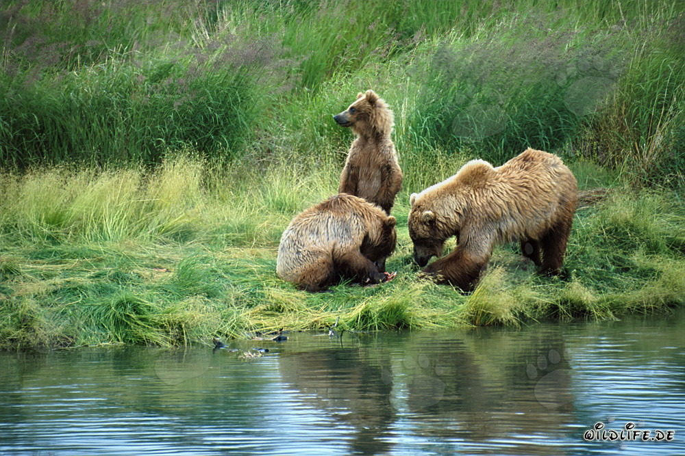Famille d'ours bruns se détend sur la pittoresque rivière Brooks