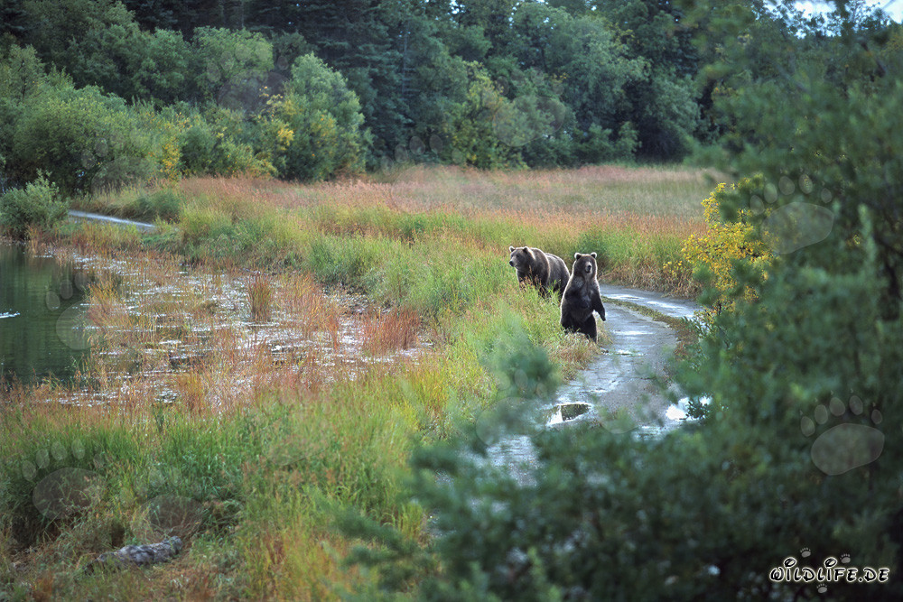 Brown bear family observing at the riverbank