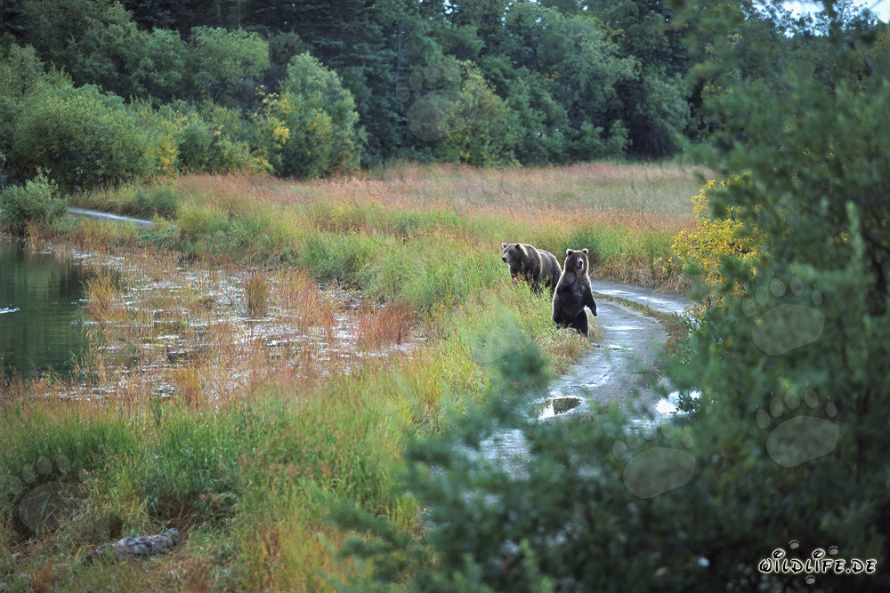Famille d'ours bruns observée au bord de la rivière