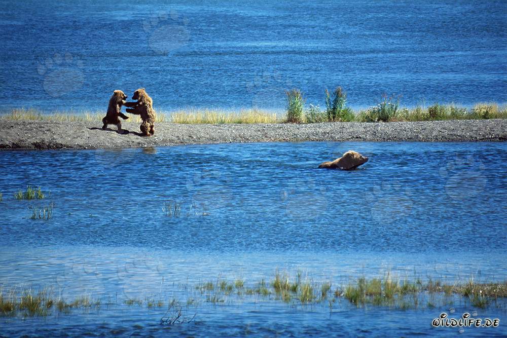 Jeunes ours bruns jouant dans le parc national de Katmai, Alaska