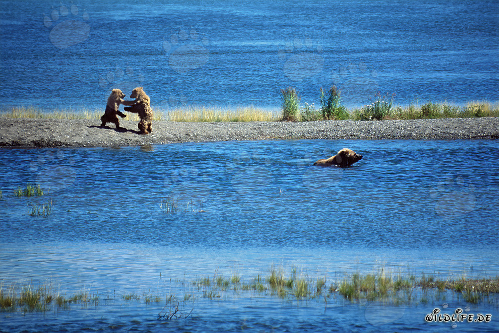 Osos pardo jóvenes jugando en el Parque Nacional Katmai, Alaska