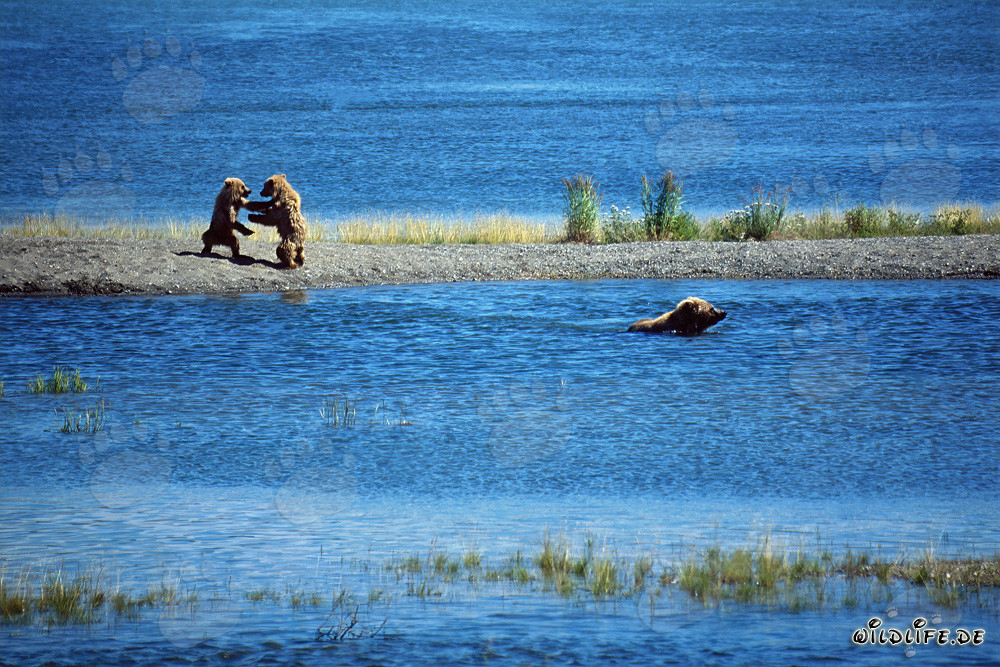 Young Brown Bears Playfully Engaged in Katmai National Park, Alaska