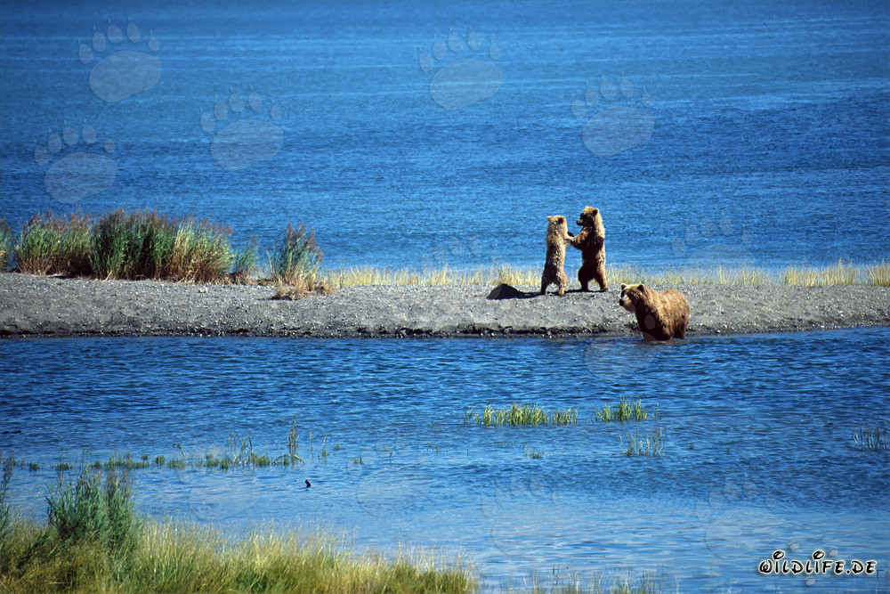 Pequeños osos pardos jugando en una lengua de tierra