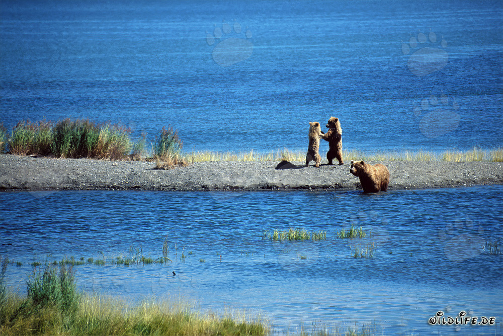 Petits ours bruns jouant sur une langue de terre
