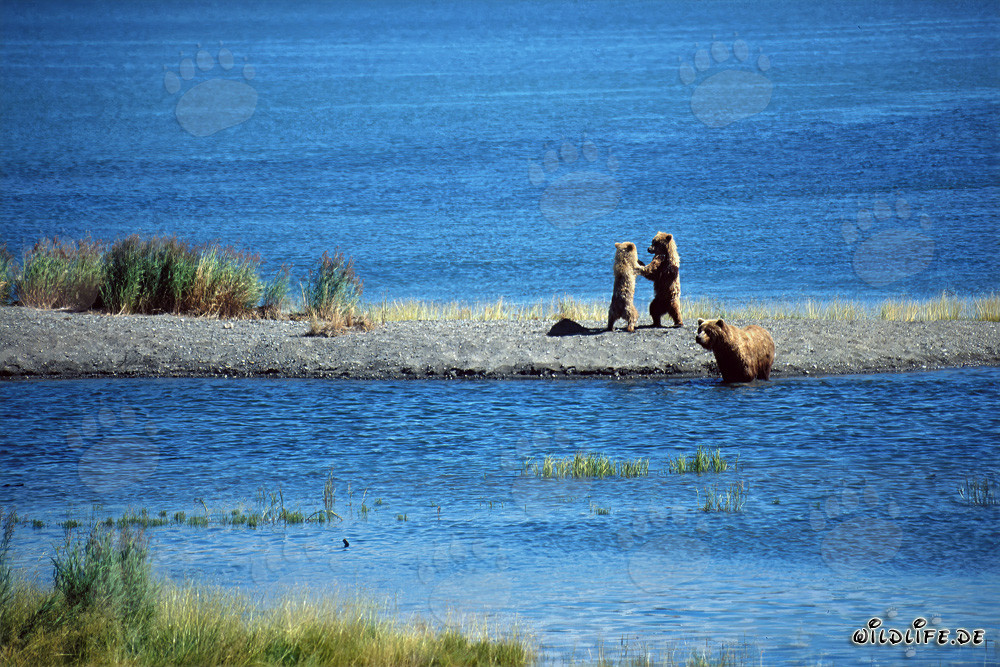 Playing Small Bears on a Spit