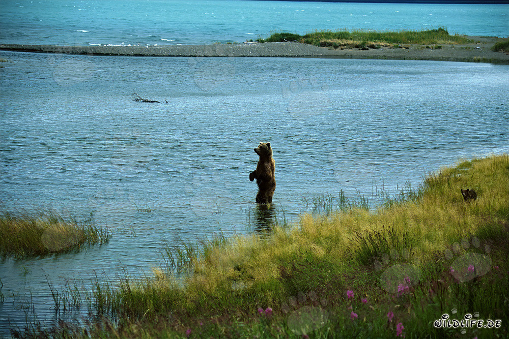 Brown bear catching salmon in river