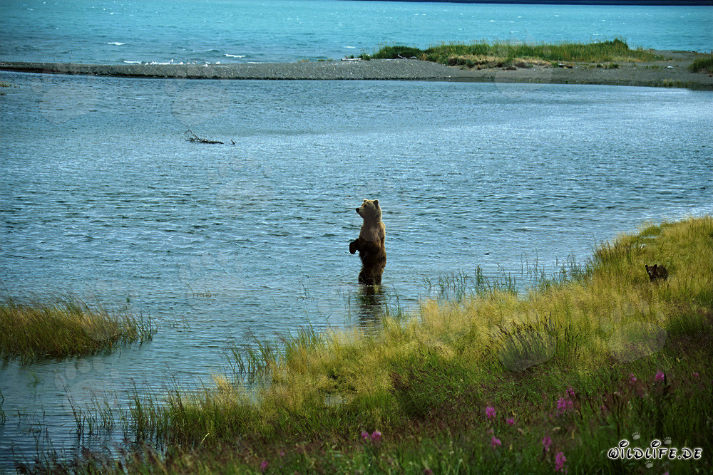 Ourse brune attrape un saumon dans la rivière