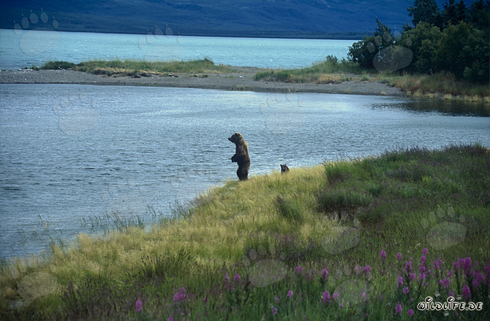 Braunbärin mit Jungbär am Naknek Lake in Alaska