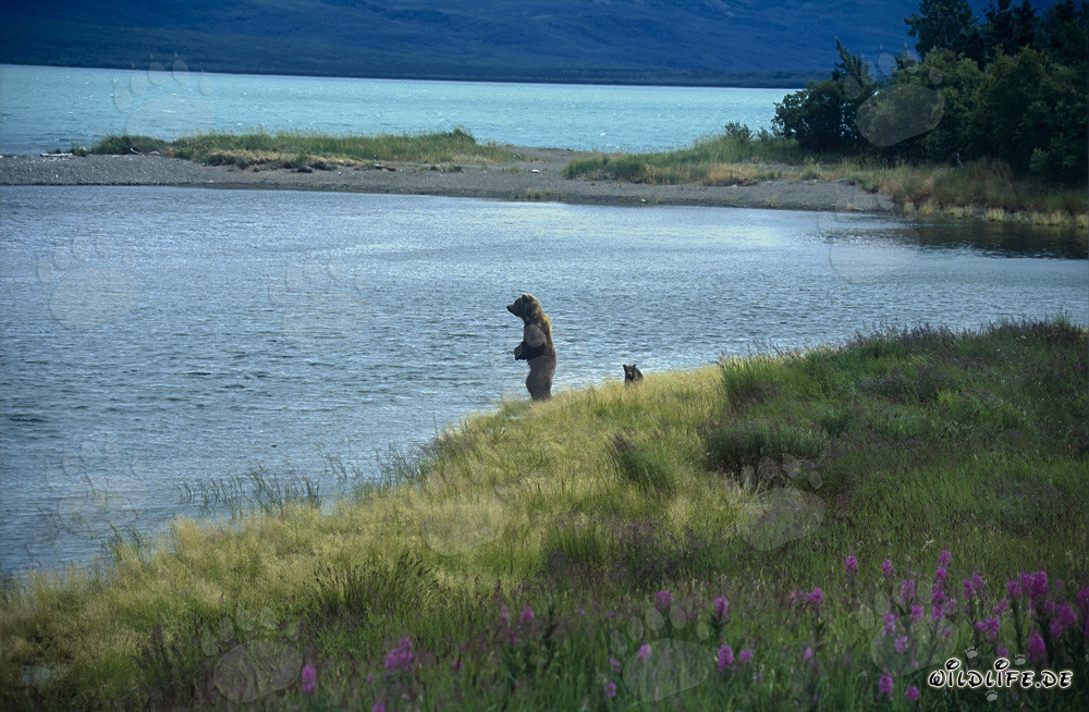 Orsa bruna con cucciolo al lago Naknek in Alaska
