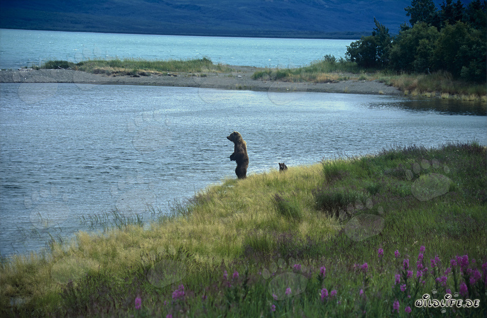 Ourse brune avec ourson au lac Naknek en Alaska