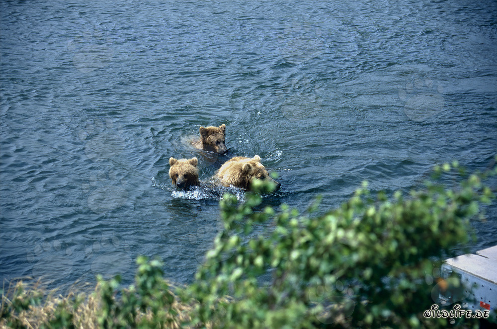 Brown bear with her adorable cubs at Brooks River in Alaska