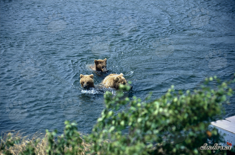 Orsa bruna con i suoi adorabili cuccioli sul Brooks River in Alaska