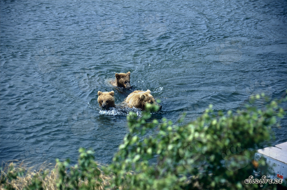 Osa parda con sus adorables ositos en el río Brooks en Alaska