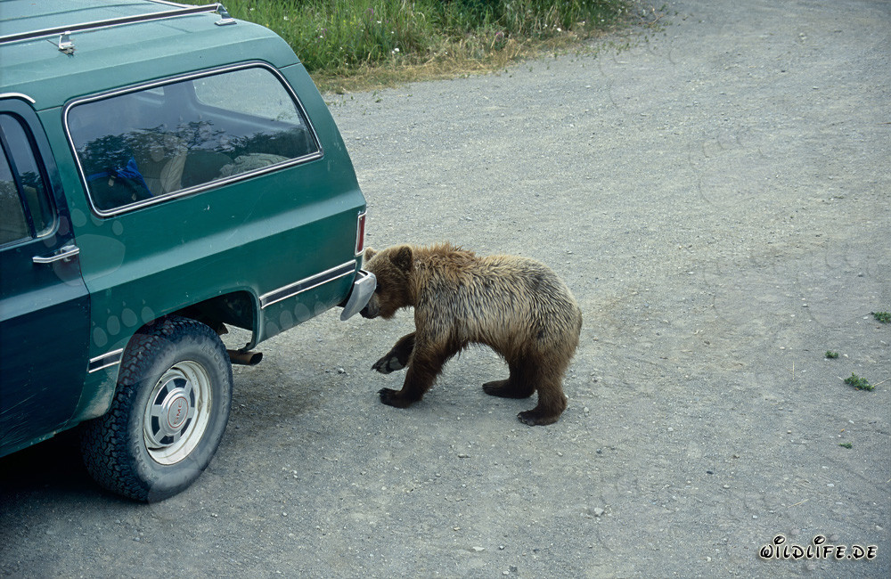 Joven oso pardo observa curioso un coche en el Brooks Camp en Alaska