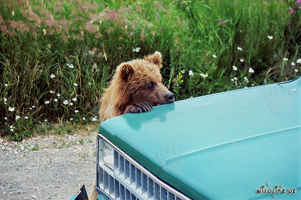 Jeune ours brun curieux observé de manière critique près de la voiture