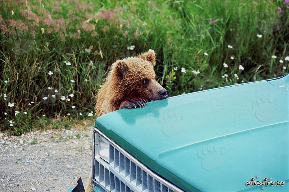 Neugieriger junger Braunbär am Auto beobachtet kritisch