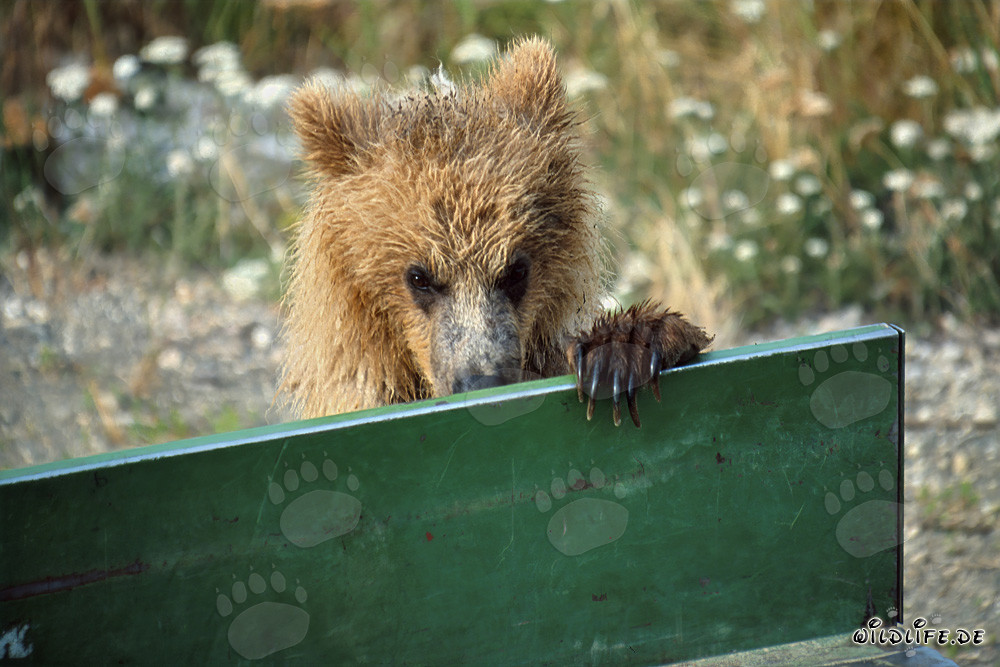 Junger Braunbär schaut auf die Ladefläche
